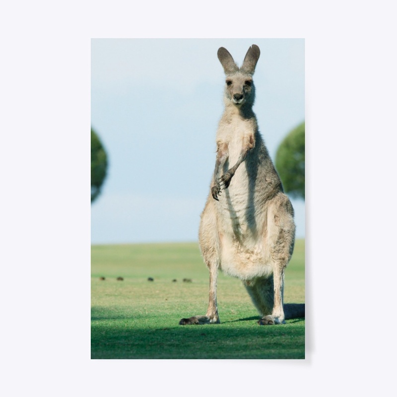 Kanguru