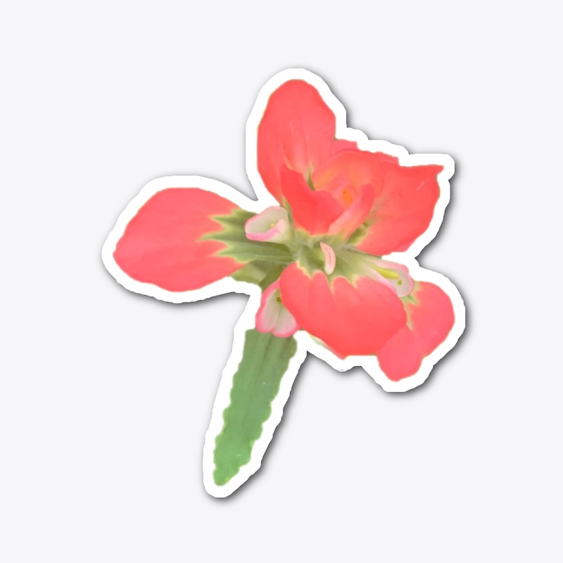 Simply Indian Paintbrush