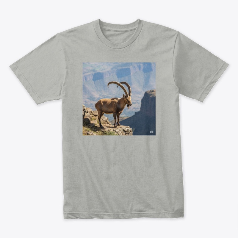 Ethiopian Ibex