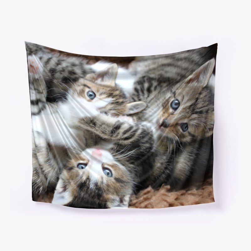 3 cutes  kitten 