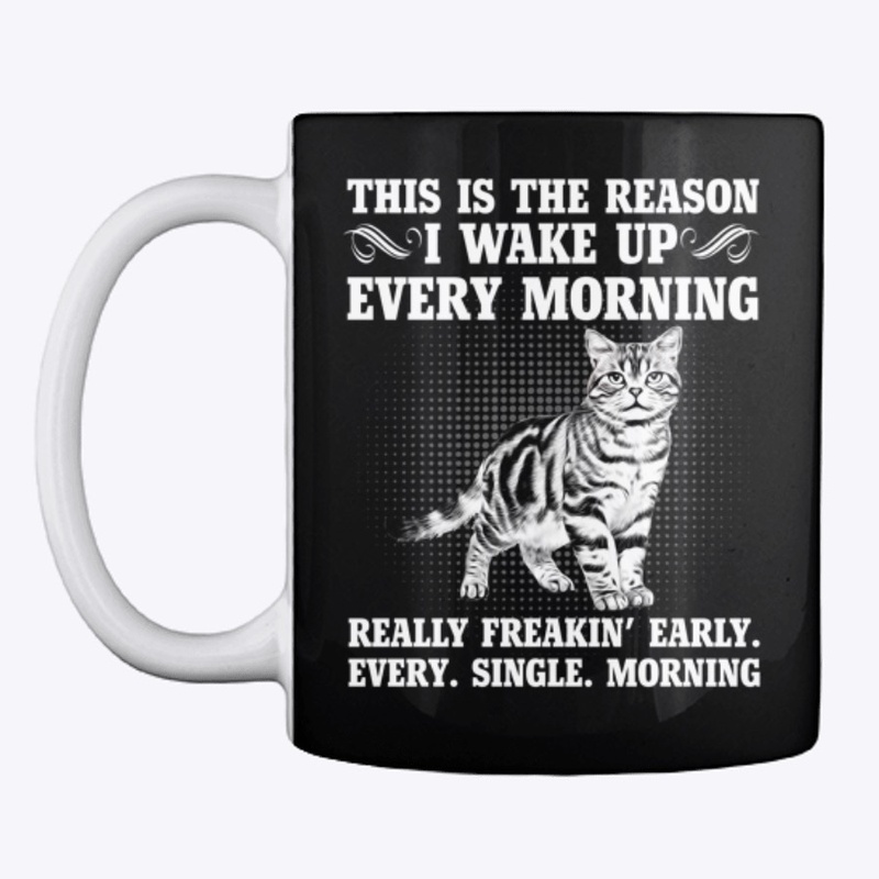 American Shorthair Cat