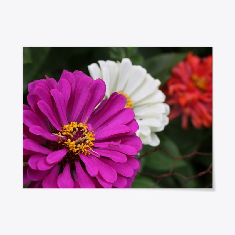 Flowers 7
