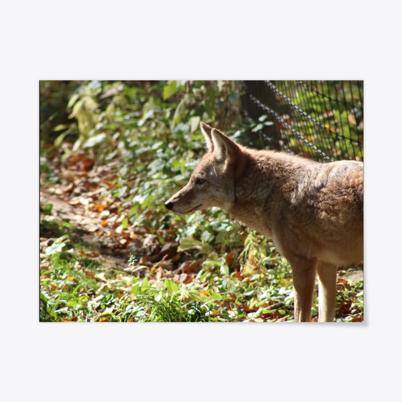 Coyote