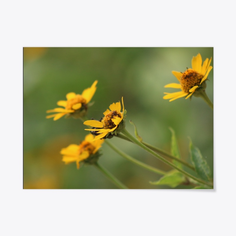 Flowers 1