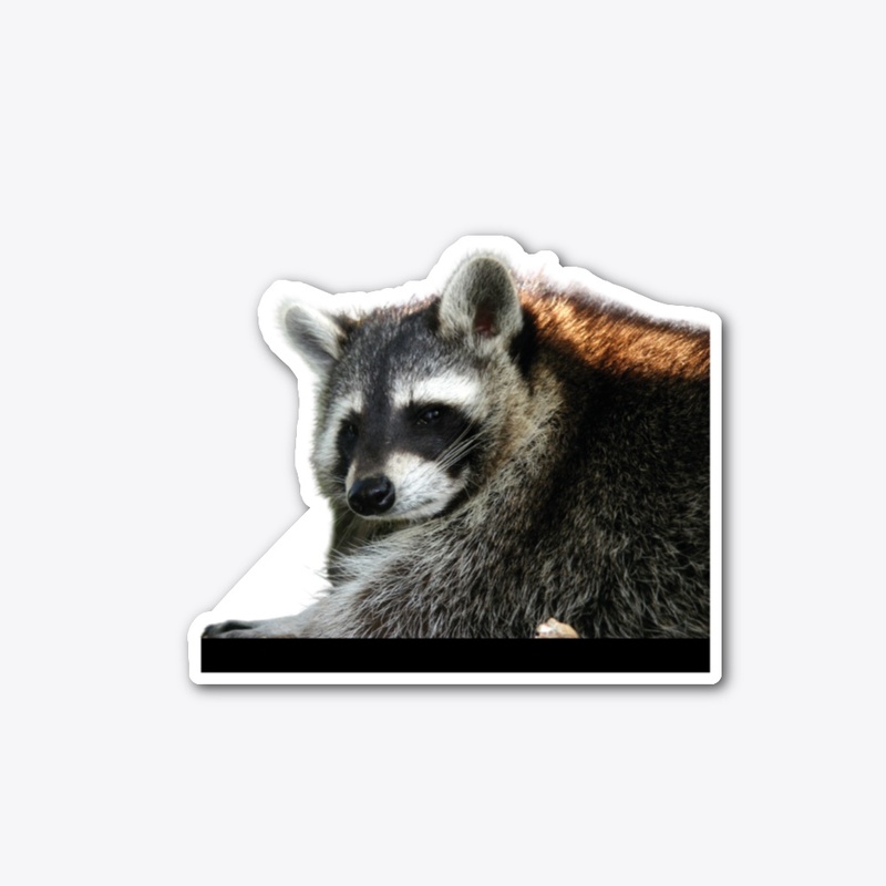 Not Amused Raccoon