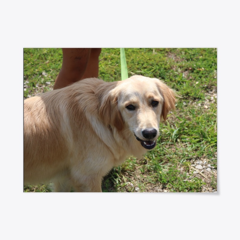 Dog 2