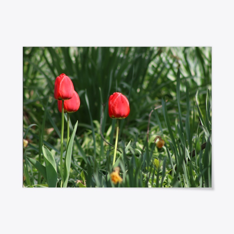 Tulip 1