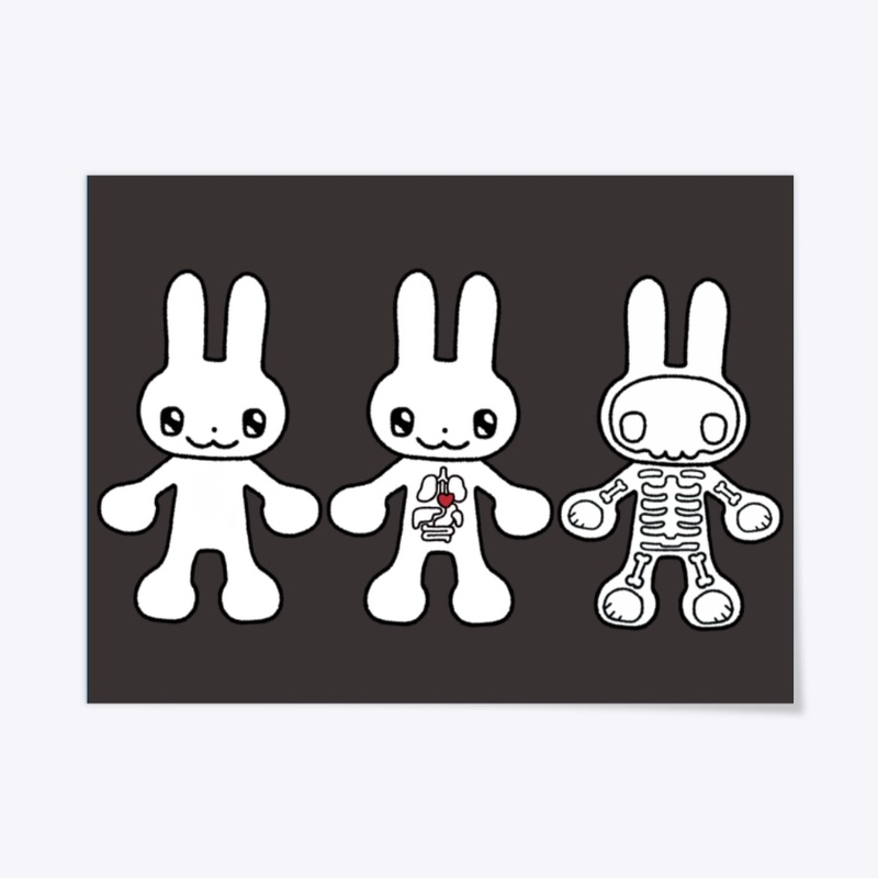 Bunny Anatomy 