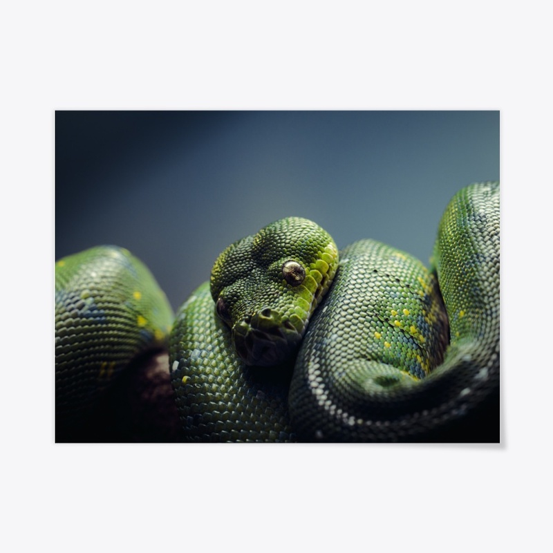 Reptillian 1