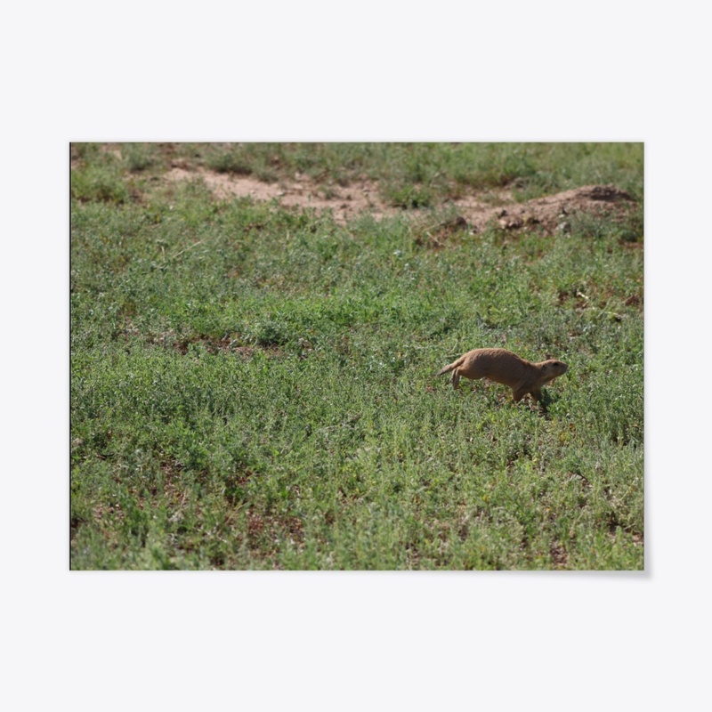 Prairie Dog 3