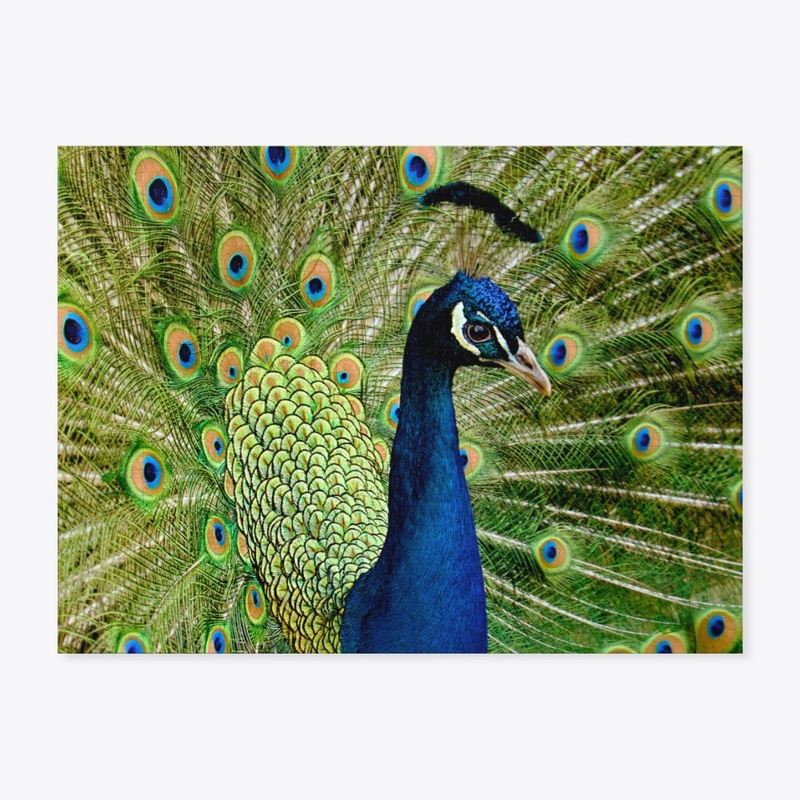 Peacock Feather Blue Green Bird Wildlife