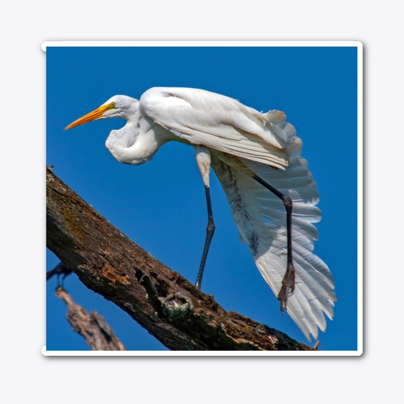Great White Egret