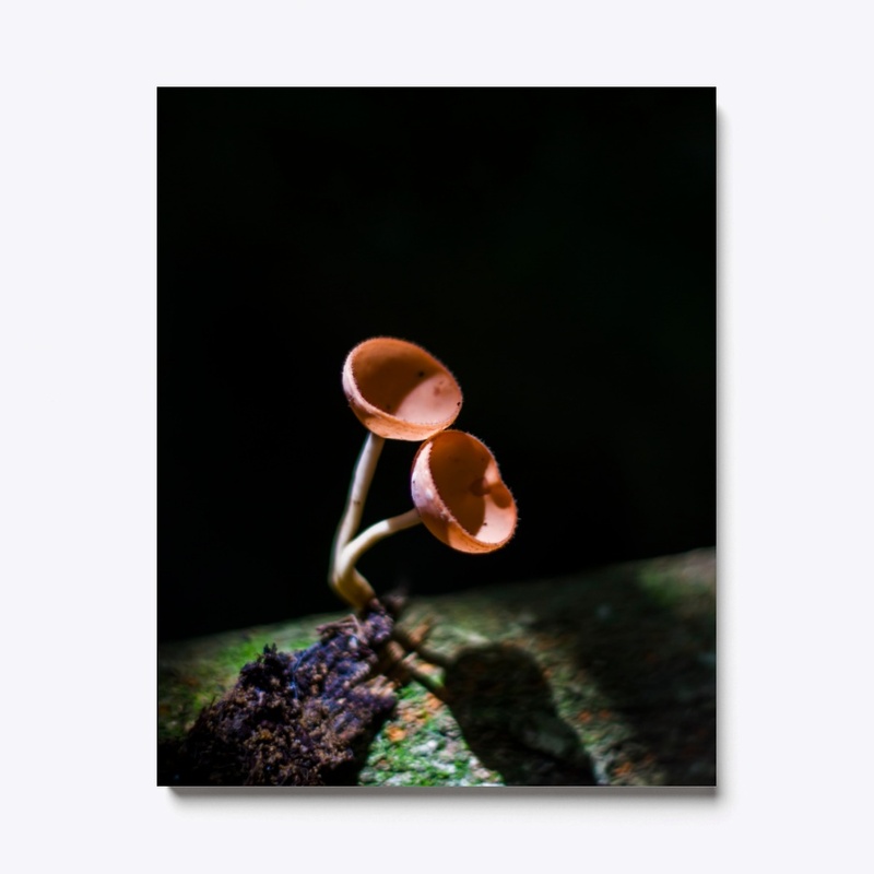 Small Mushrooms