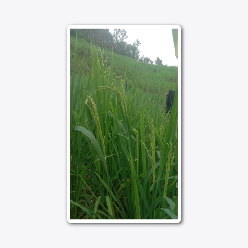 rice 