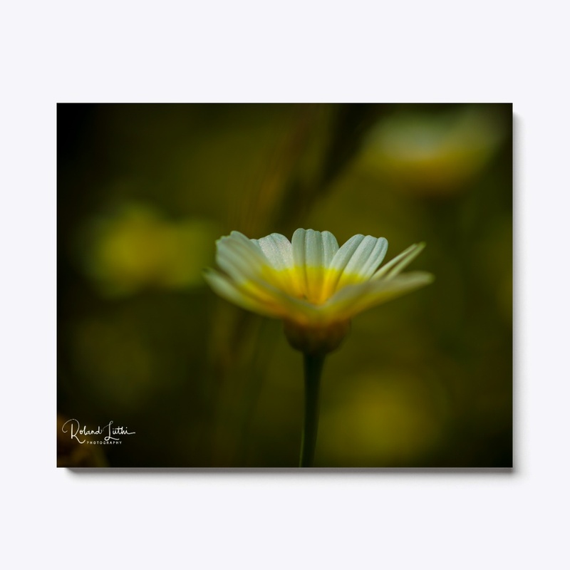 Daisy Flower