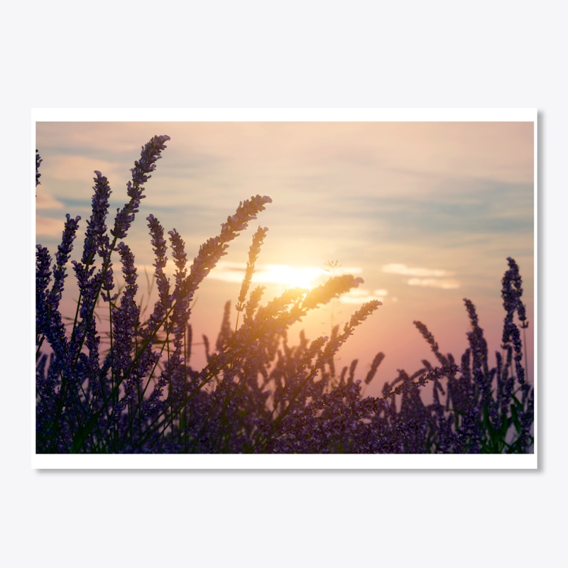 field of lavender flowers and the sun