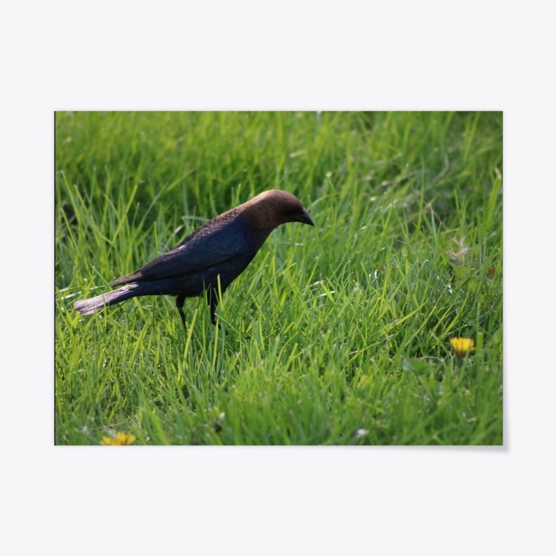 Cowbird