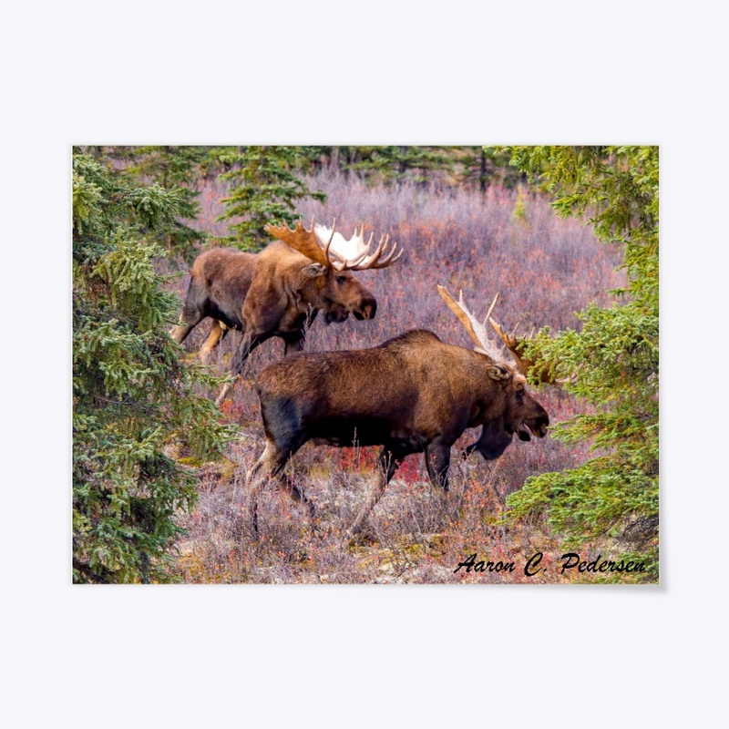 Rutting Season