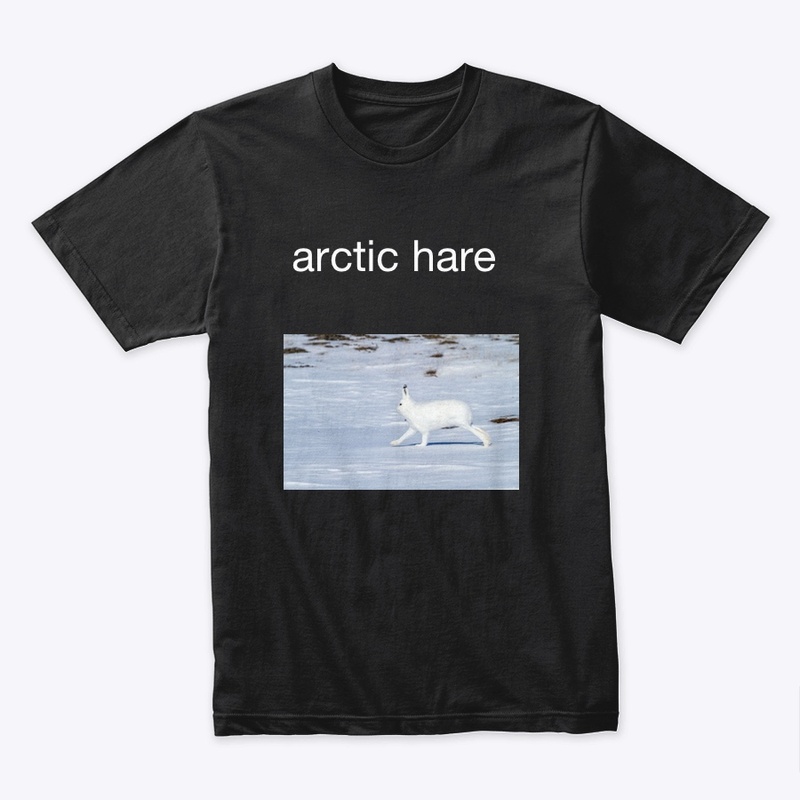 arctic hare 