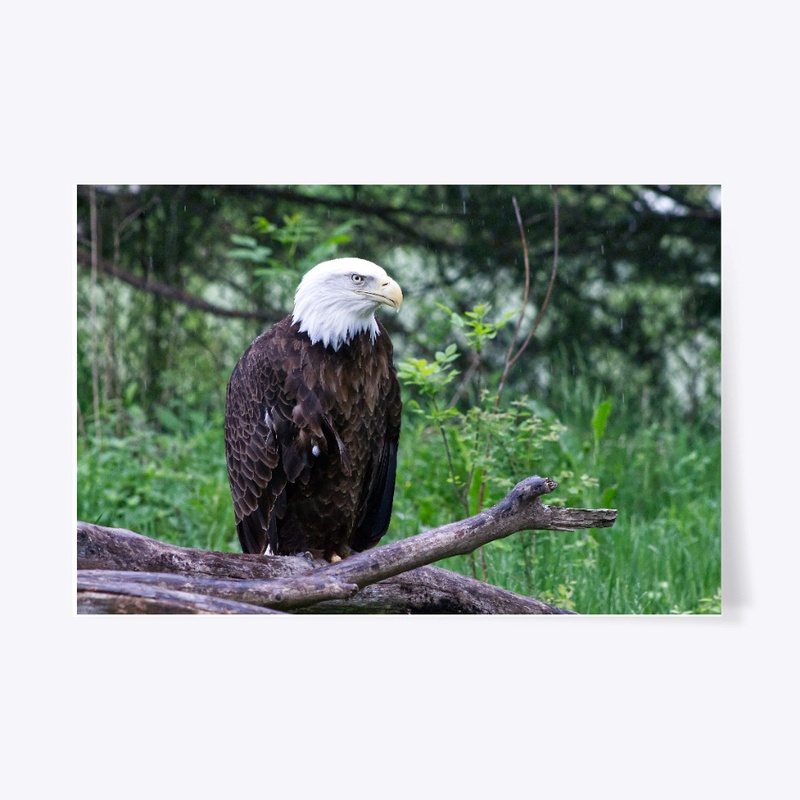 Bald Eagle in the Rain