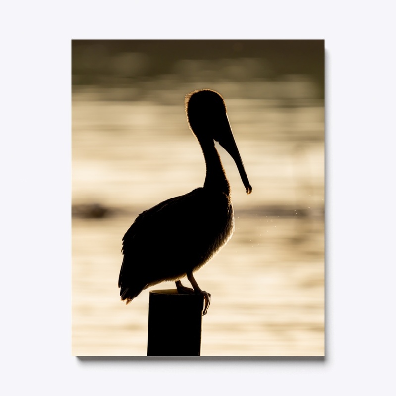 Brown Pelican
