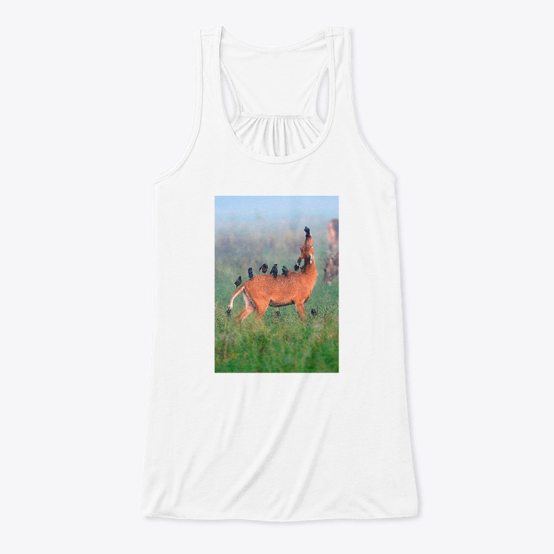 Myna birds on a Nilgai antelope