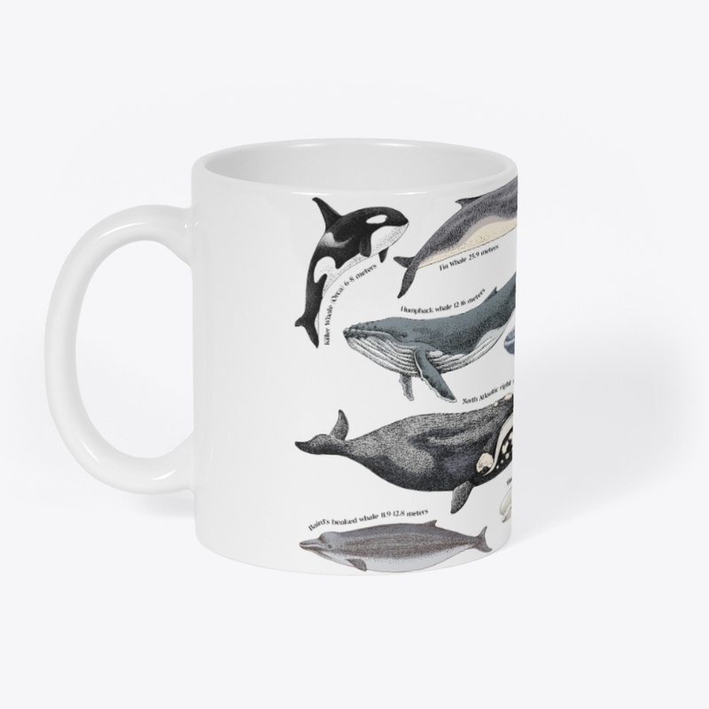 Illustration of Whales