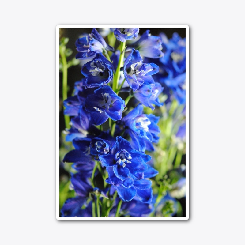 Blue Delphinium