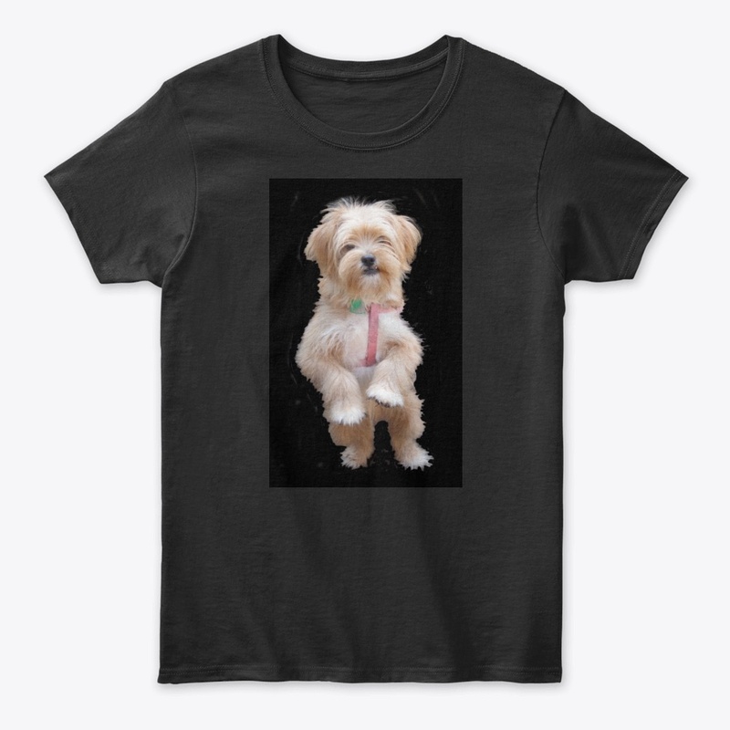 cute yorkie chihuahua puppy