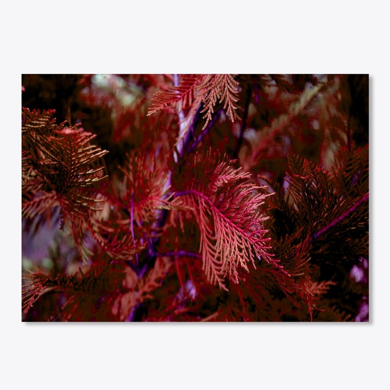 red cypress