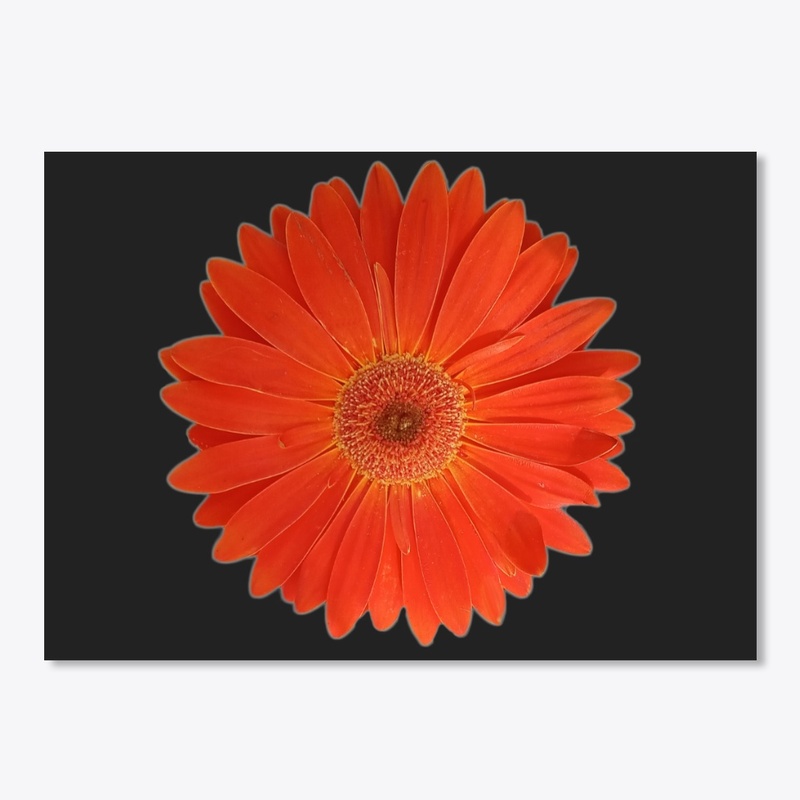 Vibrant Orange Gerbera