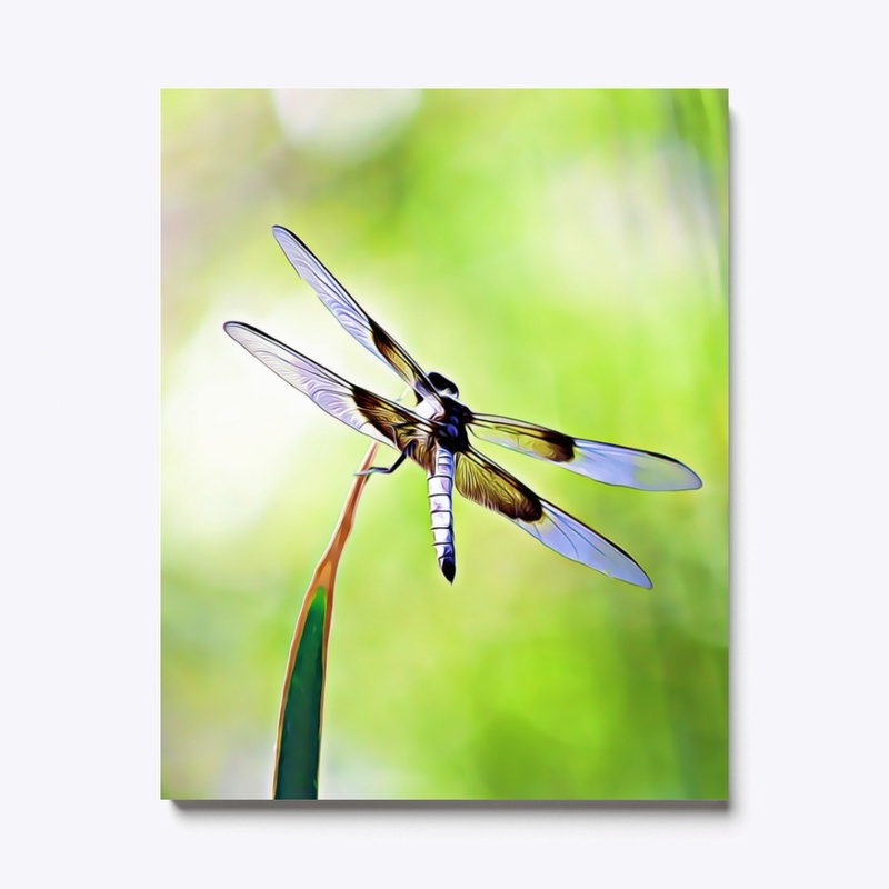 Little Blue Dragonfly