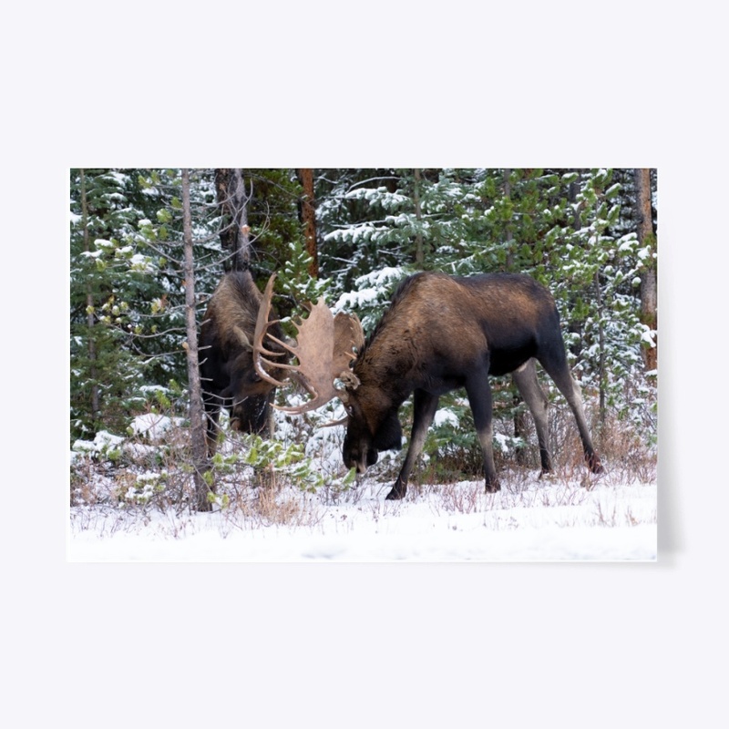 2 Big Bull Moose Head to Head
