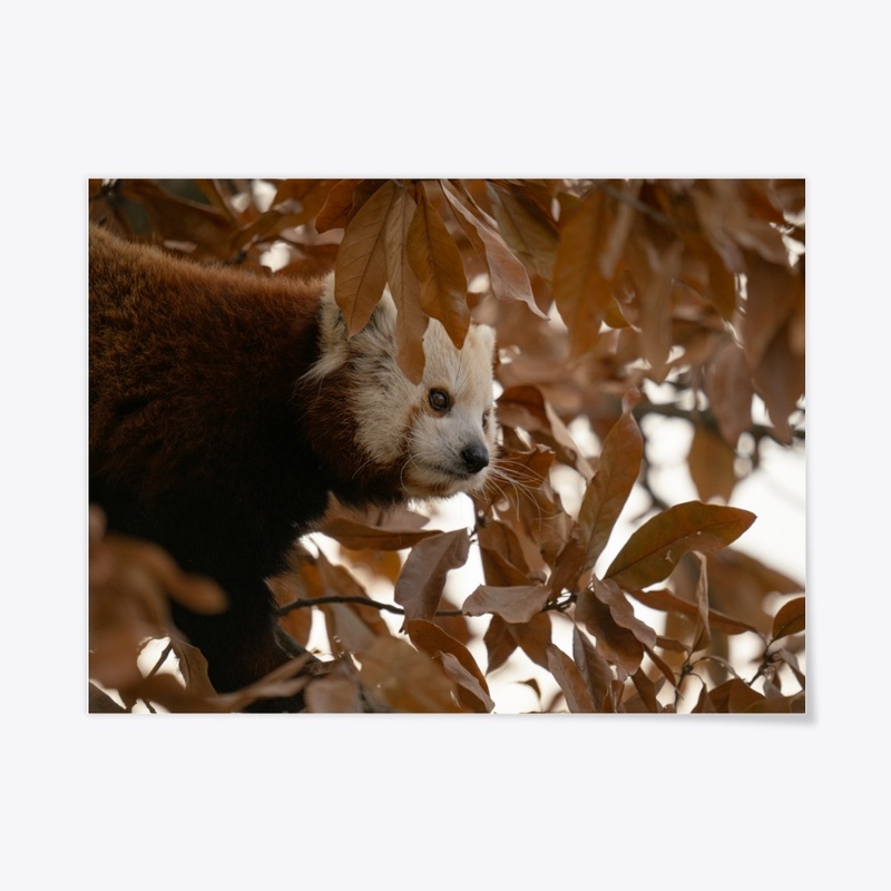Red Panda