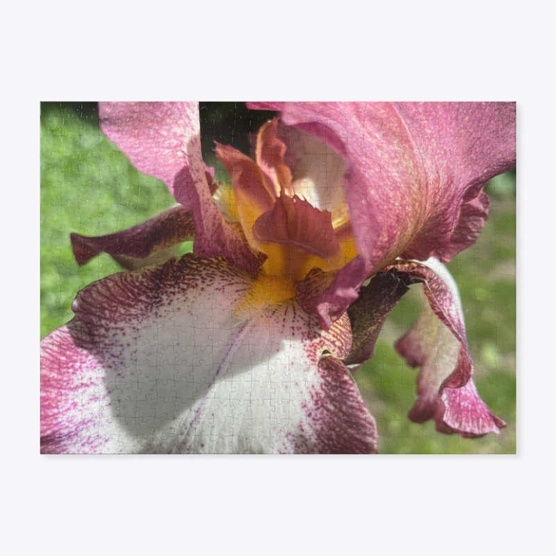 Burgundy Iris