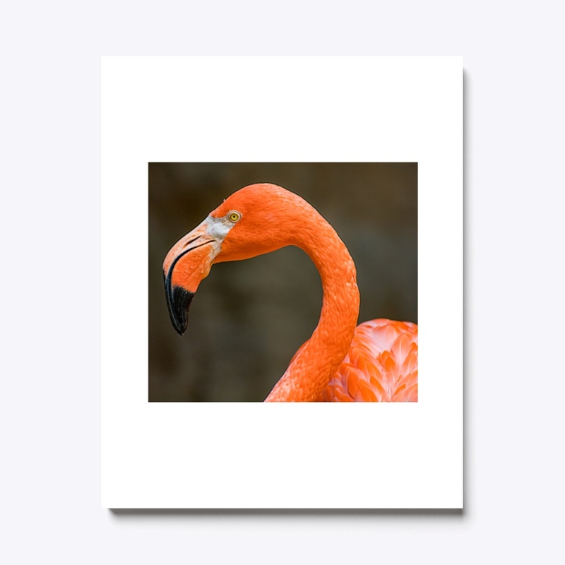American Flamingo