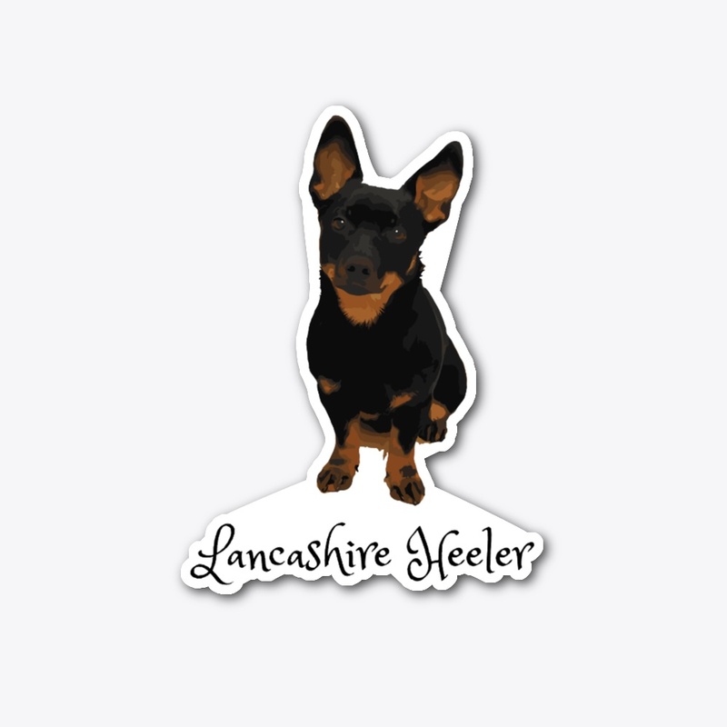 Cute Lancashire Heeler