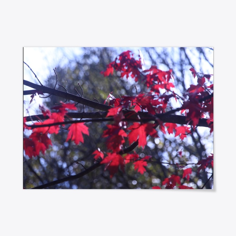 Autumn Leaves 1 