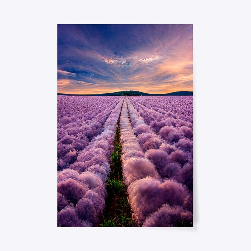 Lavender Fields Forever