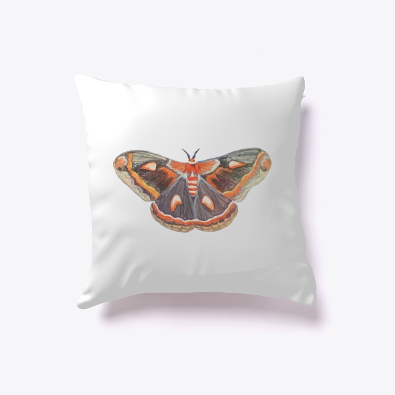 Cecropia Moth Large