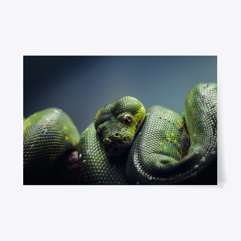 Reptillian 1
