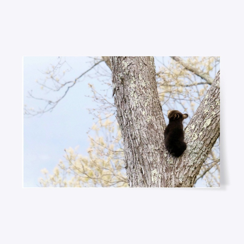 BEAR CUB in a TREE  - PONDERING