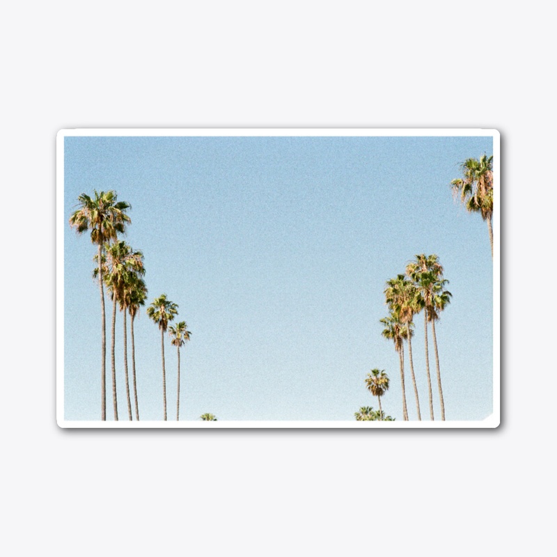 California Palms
