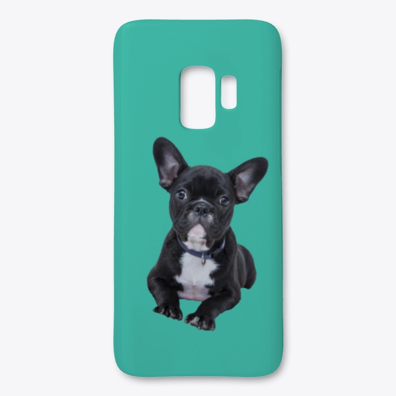 boston terrier