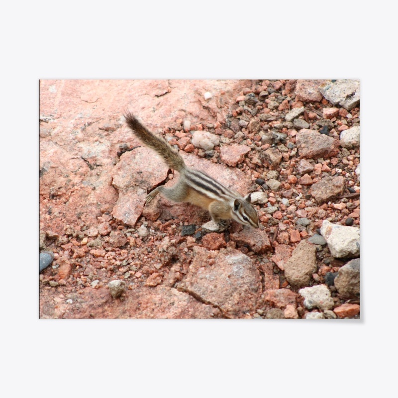 Chipmunk 1