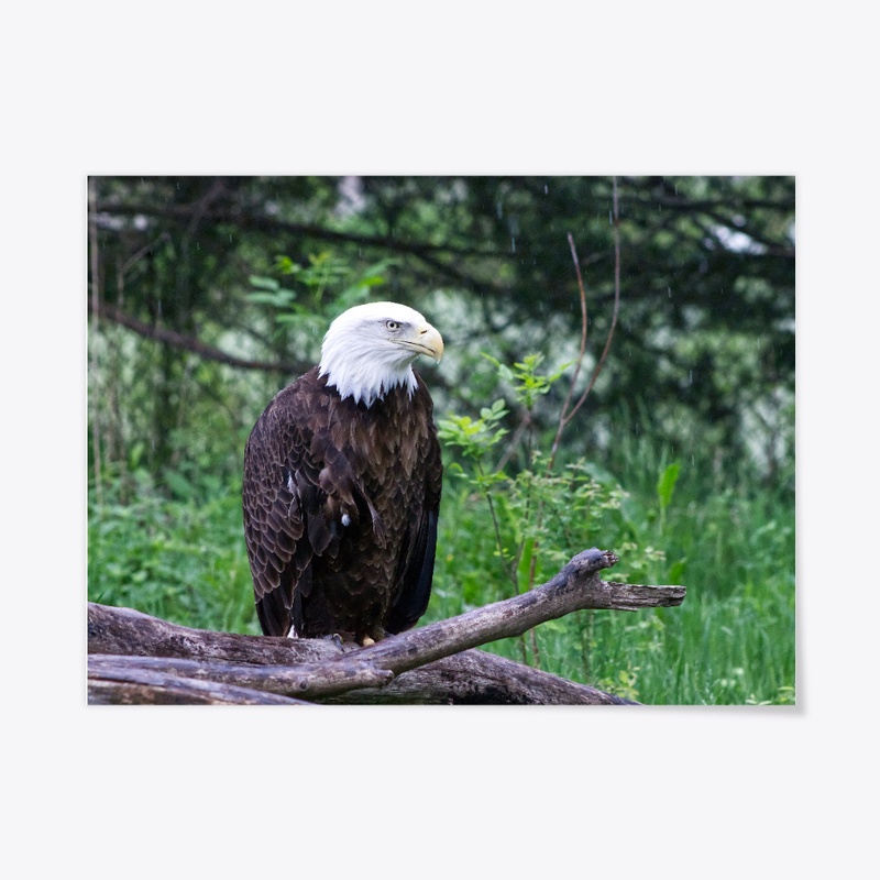 Bald Eagle in the Rain