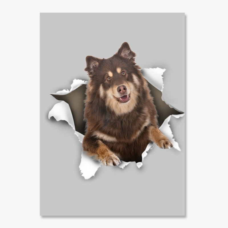 Finnish Lapphund Torn Paper