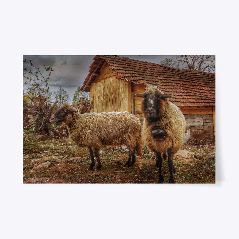 Bulgarian sheep