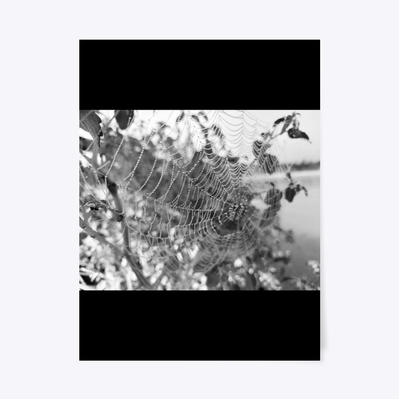 Spiderweb