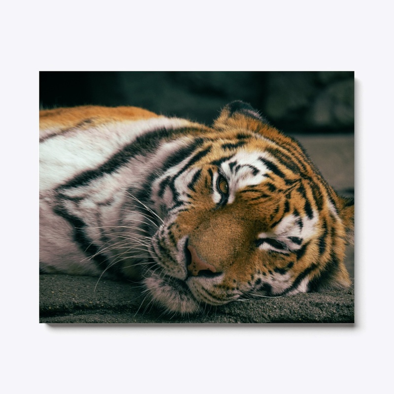Big Cats 2